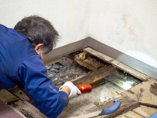 Best Black Mold Removal  in Parkland, FL