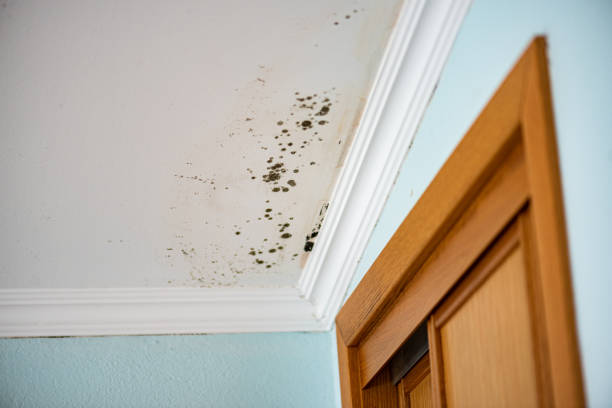 Best Professional Mold Removal  in Parkland, FL