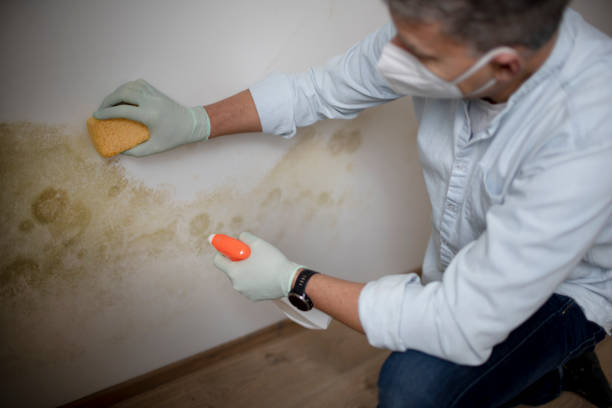 Mold Testing and Removal in Parkland, FL