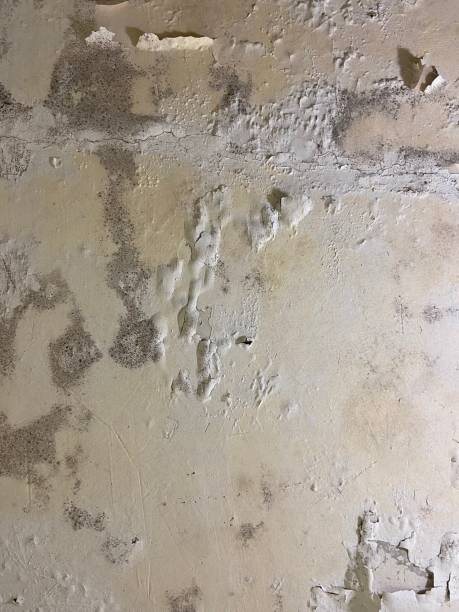 Trusted Parkland, FL Mold Removal Experts